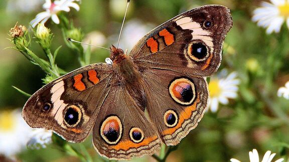 Puzzlopedia | Collection Common buckeye