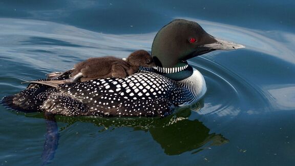 Puzzlopedia | Puzzle Common Loon