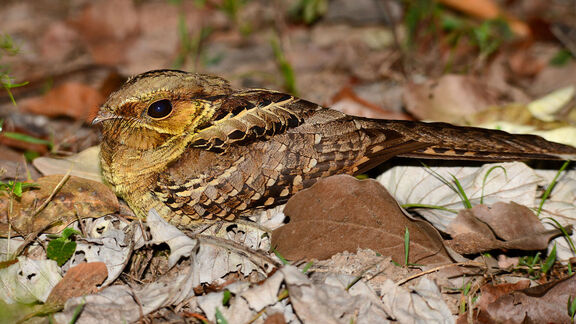 Puzzlopedia | Puzzle Common pauraque