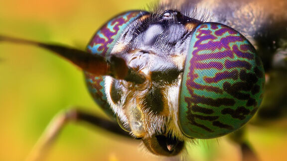 Puzzlopedia | Puzzle Compound eyes of black soldier fly