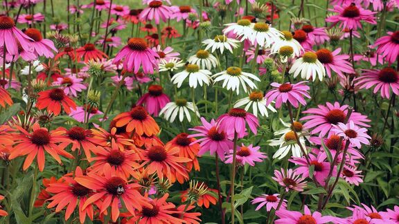 Puzzlopedia | Collection Coneflower