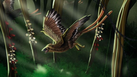 Puzzlopedia | Puzzle Confuciusornis (Cretaceous)