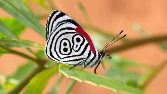 Puzzlopedia | Puzzle Cramer's eighty-eight