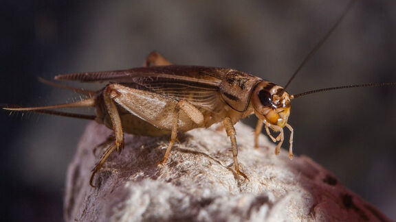 Puzzlopedia | Collection Cricket hearing organs