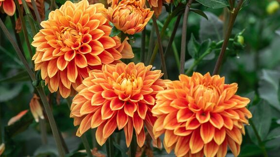 Puzzlopedia | Puzzle Dahlia