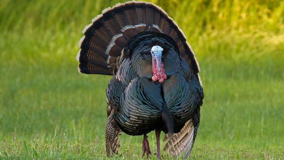 Puzzlopedia | Series Flightless Birds