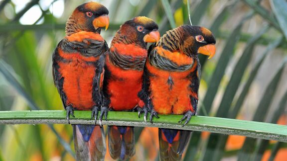 Puzzlopedia | Puzzle Dusky lory