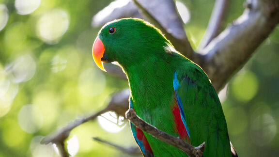 Puzzlopedia | Puzzle Eclectus parrot