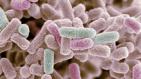 Puzzlopedia | Puzzle Escherichia coli