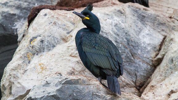 Puzzlopedia | Puzzle European shag