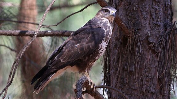 Puzzlopedia | Puzzle Forest buzzard