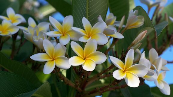 Puzzlopedia | Collection Frangipani