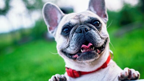 Puzzlopedia | Series Dogs