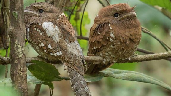 Puzzlopedia | Puzzle Frogmouth
