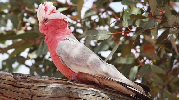 Puzzlopedia | Series Tropical Birds