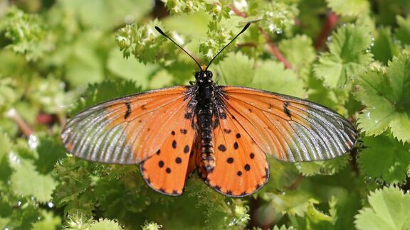 Puzzlopedia | Puzzle Garden acraea