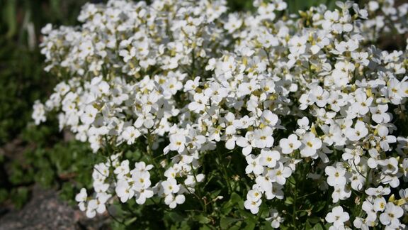 Puzzlopedia | Collection Garden arabis