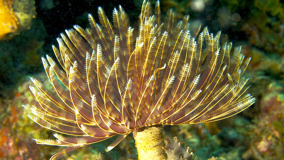 Puzzlopedia | Puzzle Gas exchange