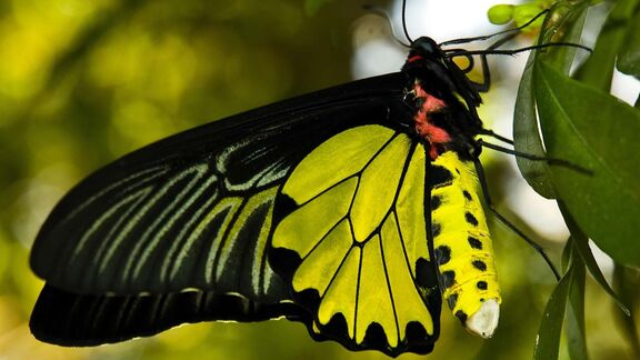 Puzzlopedia | Collection Goliath birdwing