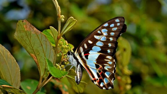 Puzzlopedia | Puzzle Graphium antheus