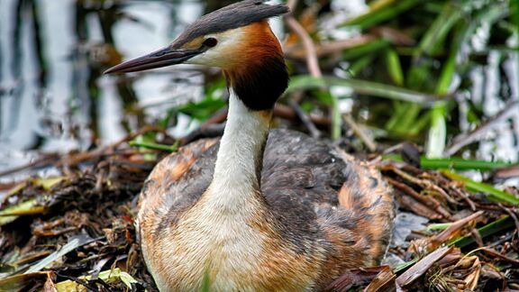 Puzzlopedia | Puzzle Great crested grebe