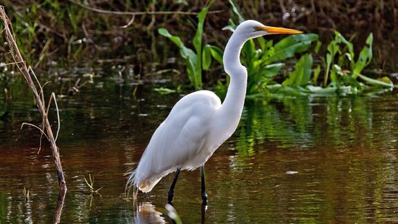Puzzlopedia | Puzzle Great egret