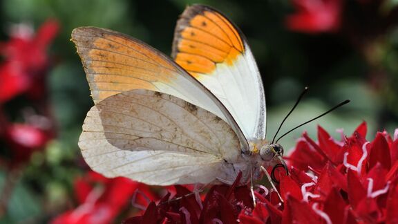 Puzzlopedia | Collection Great orange tip