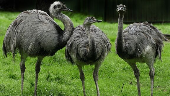 Puzzlopedia | Puzzle Greater Rhea