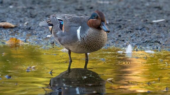 Puzzlopedia | Puzzle Green-winged teal