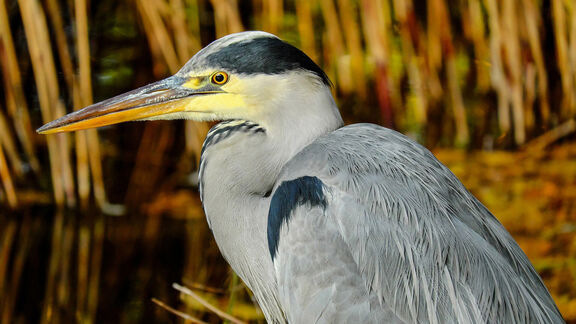 Puzzlopedia | Puzzle Grey heron