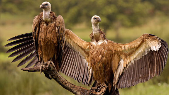 Puzzlopedia | Puzzle Griffon Vultures