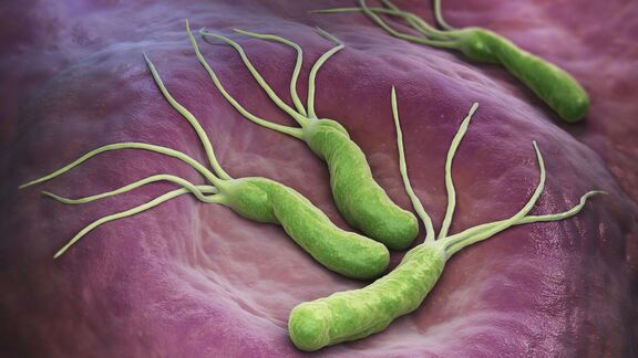 Puzzlopedia | Puzzle Helicobacter pylori