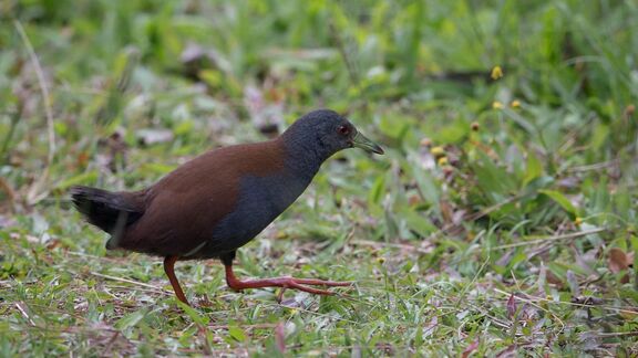 Puzzlopedia | Puzzle Henderson crake