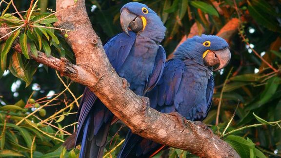 Puzzlopedia | Puzzle Hyacinth macaw