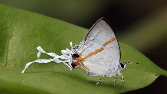 Puzzlopedia | Puzzle Hypolycaena antifaunus