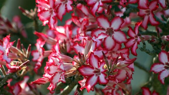 Puzzlopedia | Collection Impala lily