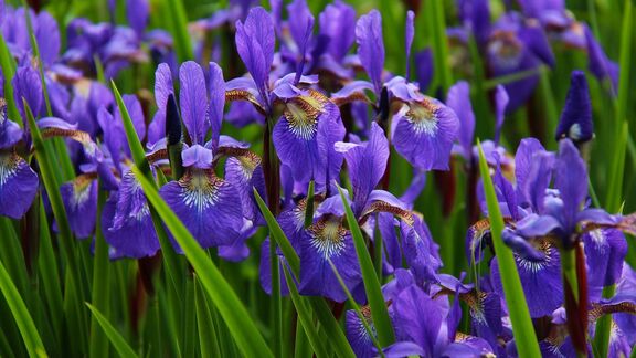 Puzzlopedia | Collection Iris