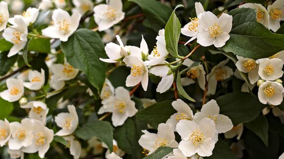 Puzzlopedia | Collection Jasmine