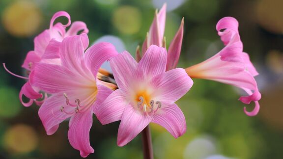 Puzzlopedia | Collection Jersey lily