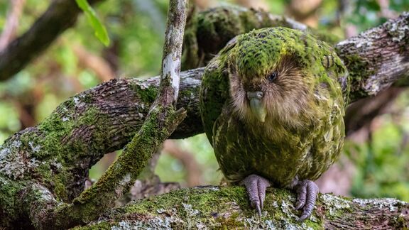 Puzzlopedia | Puzzle Kākāpō