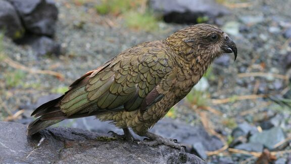 Puzzlopedia | Puzzle Kea