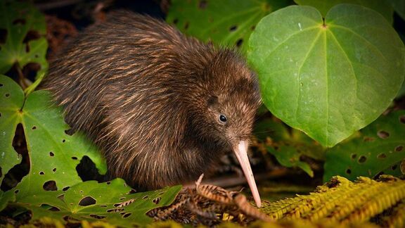 Puzzlopedia | Puzzle Kiwi