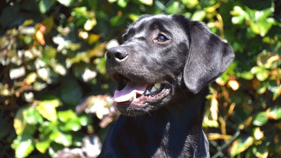 Puzzlopedia | Puzzle Labrador