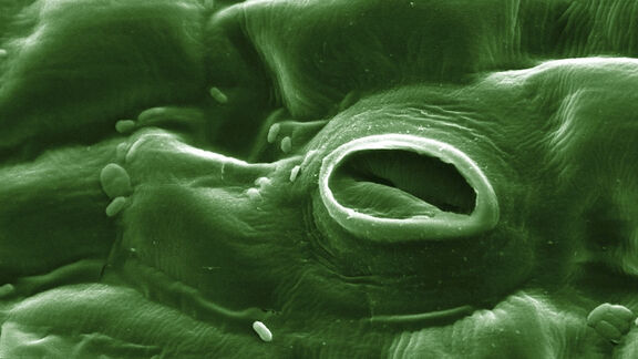 Puzzlopedia | Puzzle Leaf pores