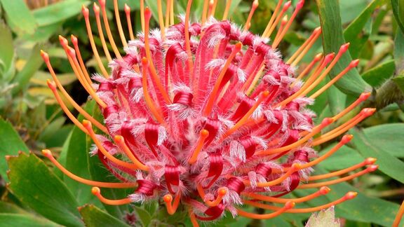 Puzzlopedia | Puzzle Leucospermum