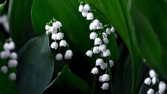 Puzzlopedia | Collection Lily of the valley
