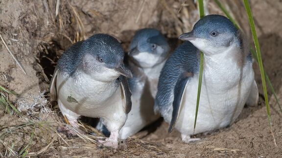 Puzzlopedia | Puzzle Little penguin