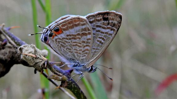 Puzzlopedia | Collection Long-tailed blue