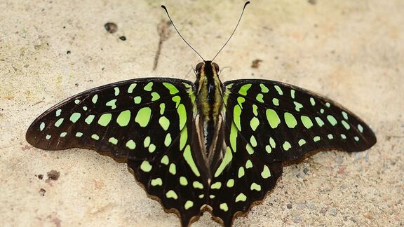 Puzzlopedia | Puzzle Malachite