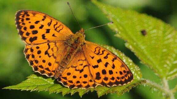 Puzzlopedia | Puzzle Marbled fritillary